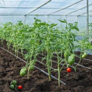 Семь правил выращивания богатого урожая помидоров